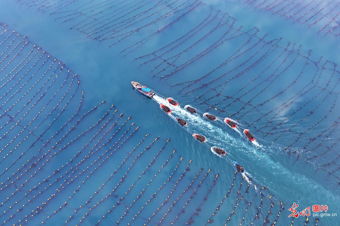 “海上春耕”绘丰景