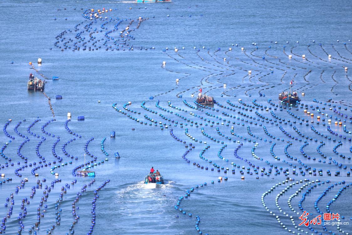 “海上春耕”绘丰景