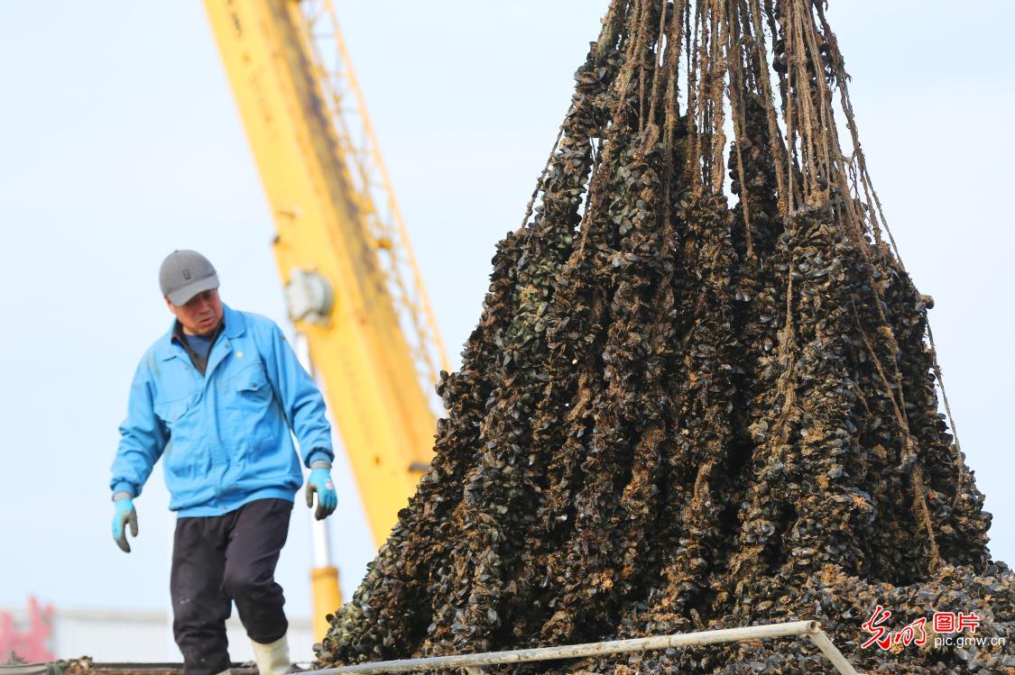 “海上春耕”绘丰景