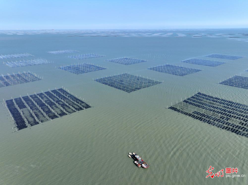 “海上春耕”绘丰景