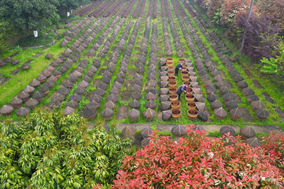 古法晒醋 匠心传承 古法晒醋 匠心传承