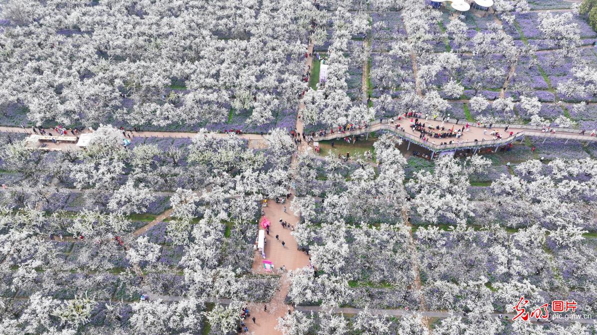 梨兰相会 春日限定美景