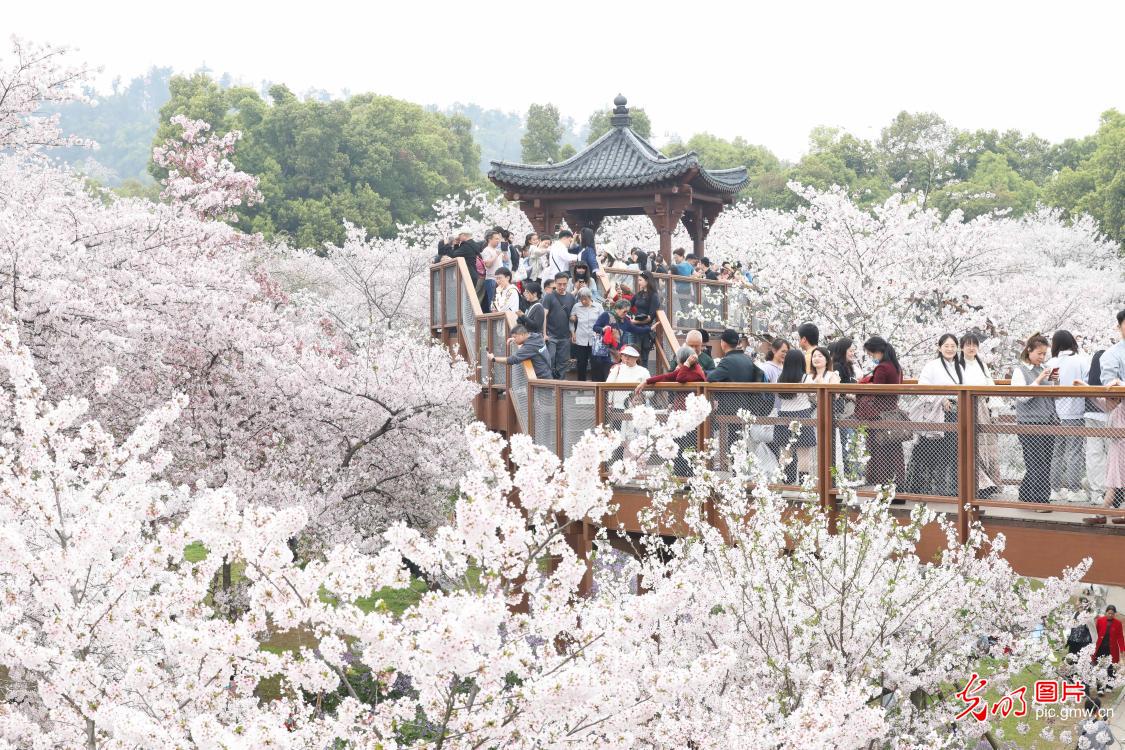春日繁花缀山河 共赴人间好风光