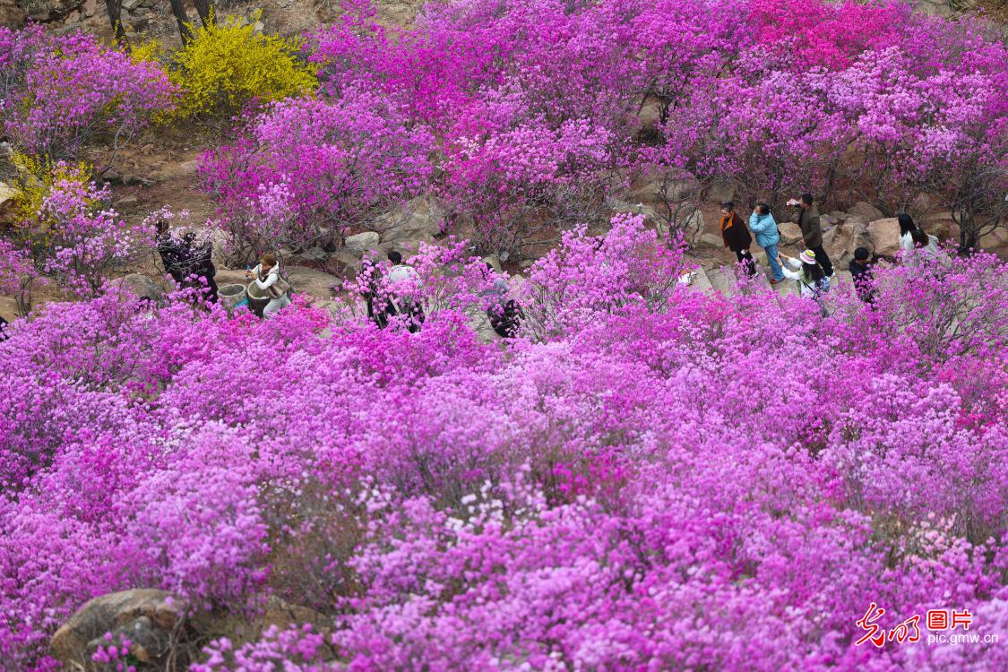 春日繁花缀山河 共赴人间好风光