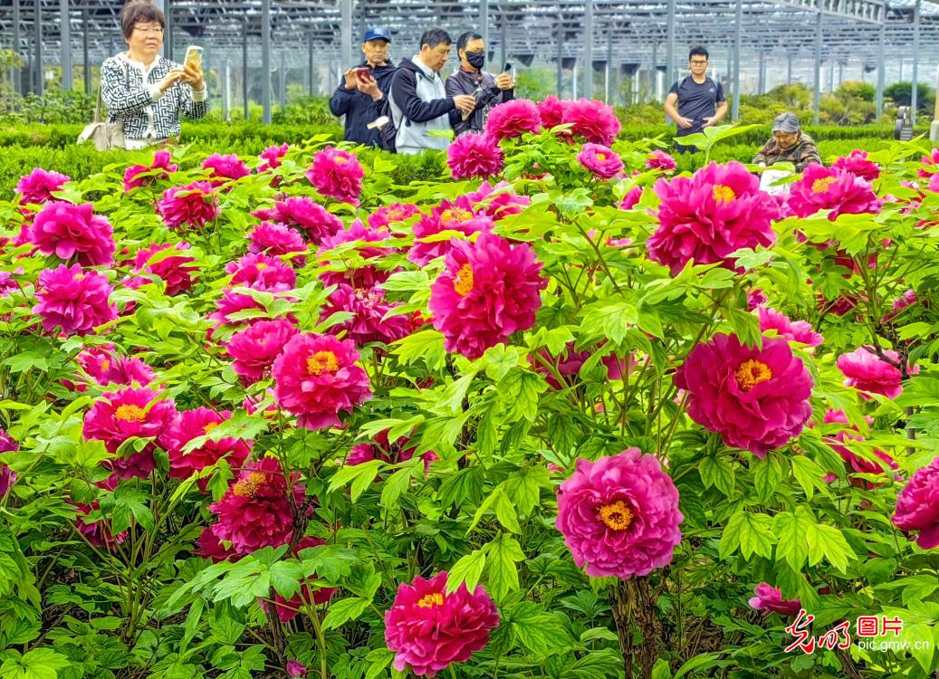 春日繁花缀山河 共赴人间好风光