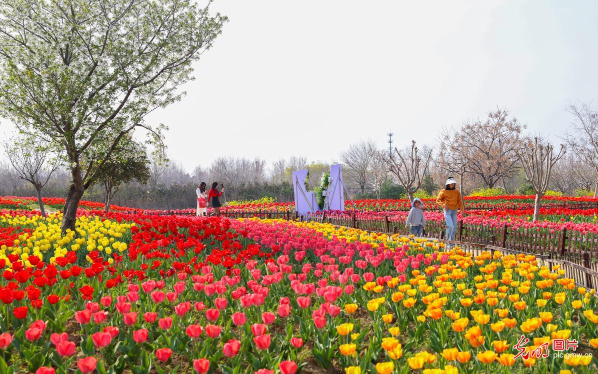 春日繁花缀山河 共赴人间好风光