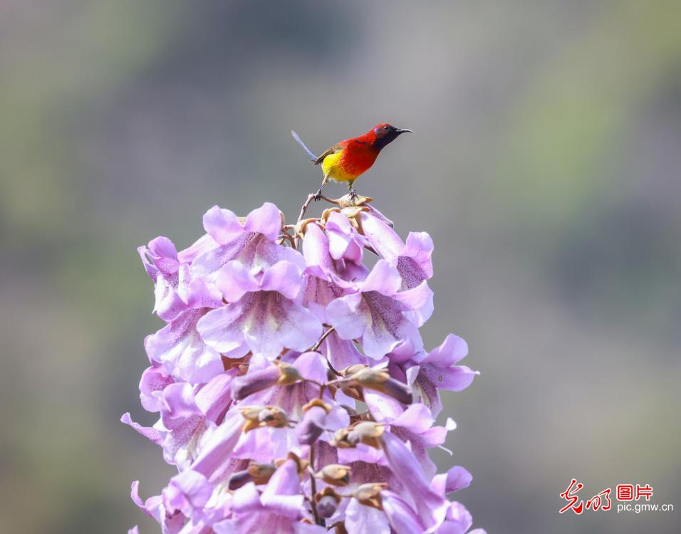 以花为信 交换春天 以花为信 交换春天