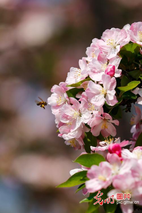 以花为信 交换春天 以花为信 交换春天