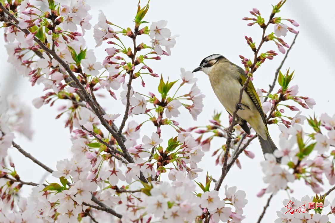 以花为信 交换春天 以花为信 交换春天