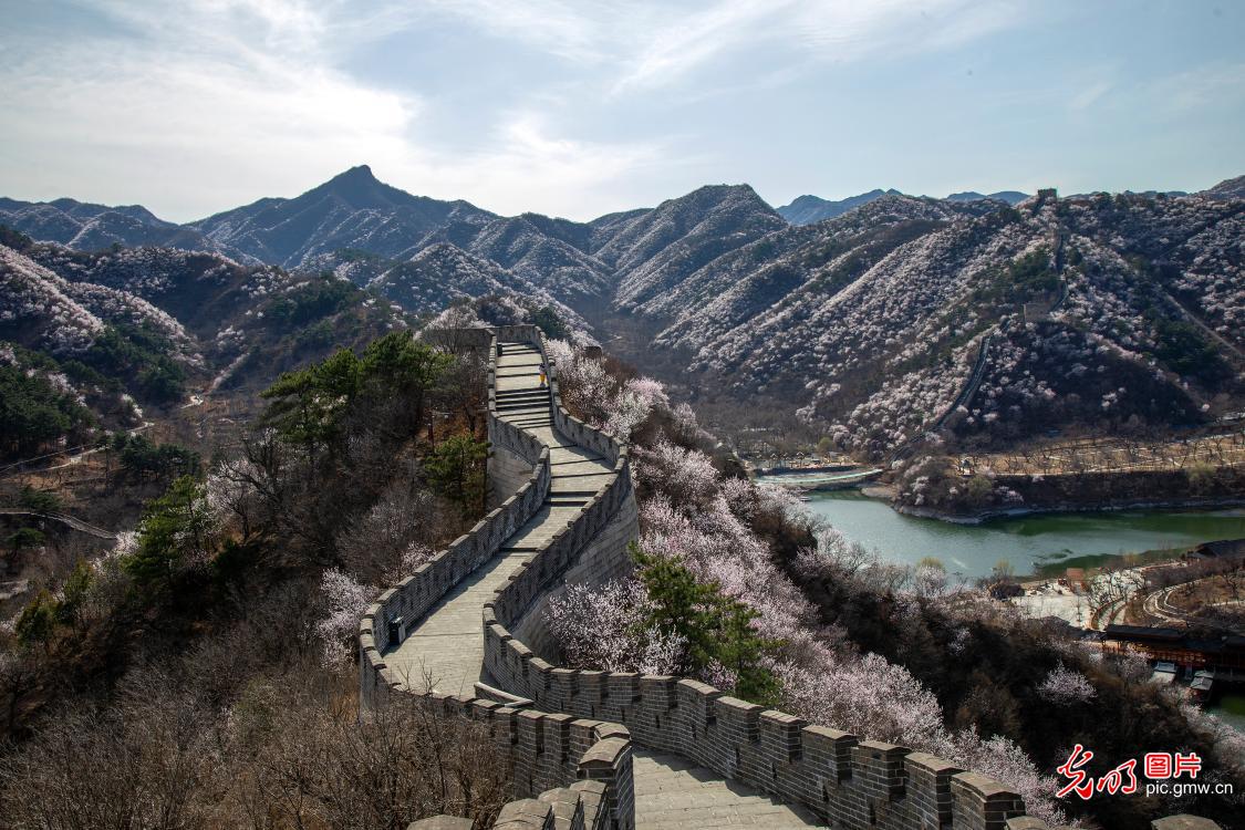 以花为信 交换春天 以花为信 交换春天