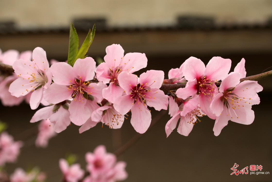 以花为信 交换春天 以花为信 交换春天