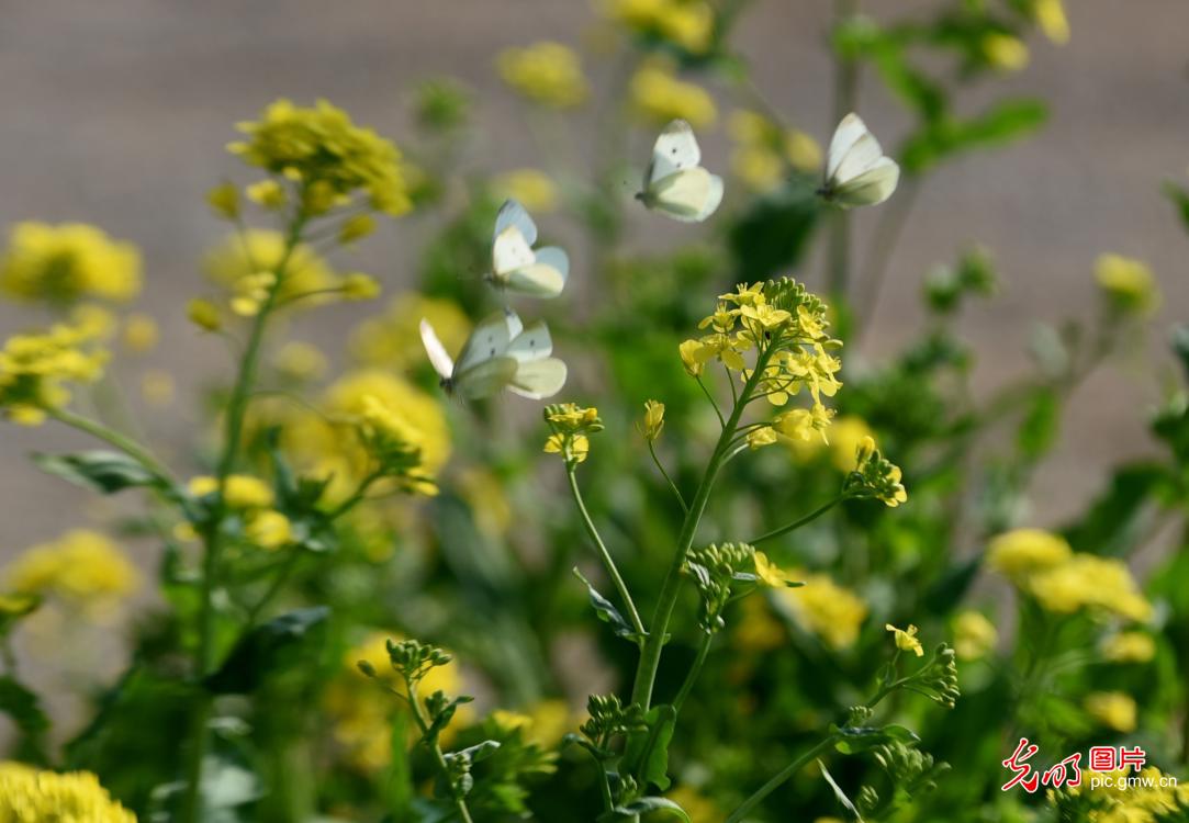 以花为信 交换春天 以花为信 交换春天