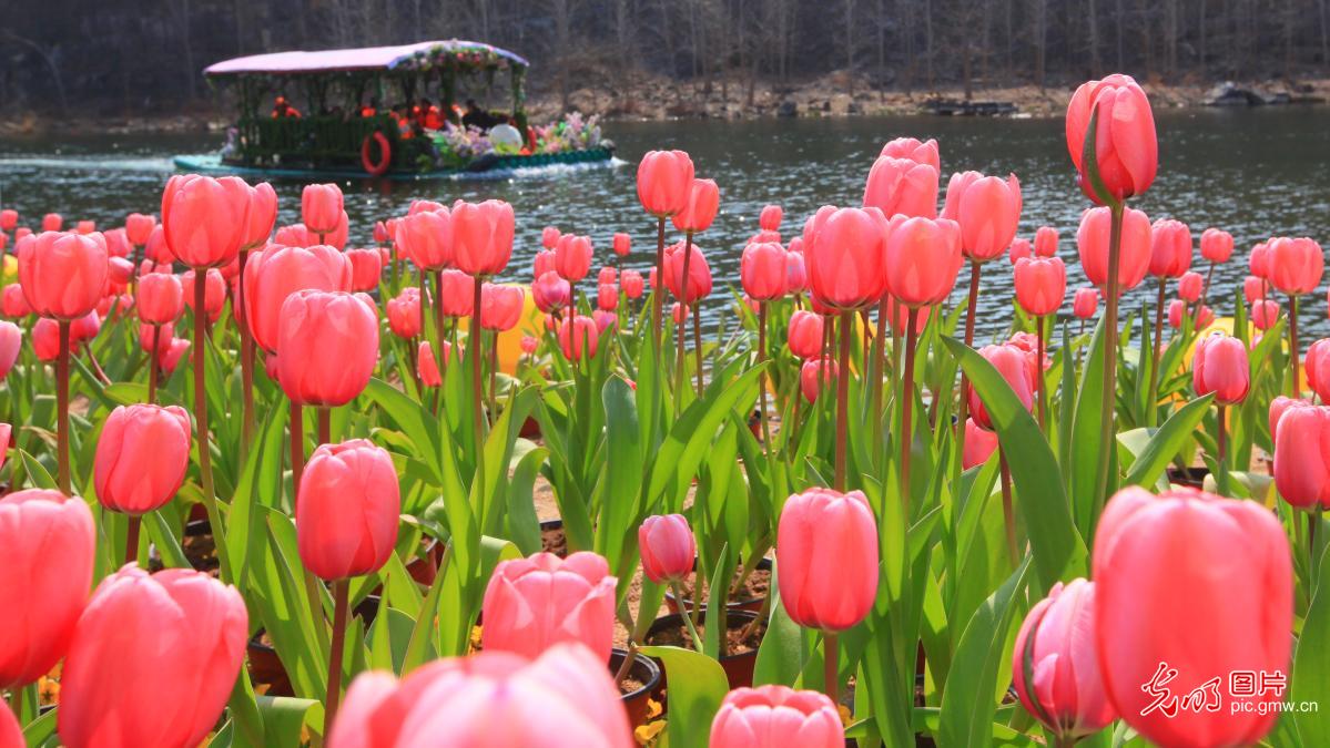 以花为信 交换春天 以花为信 交换春天