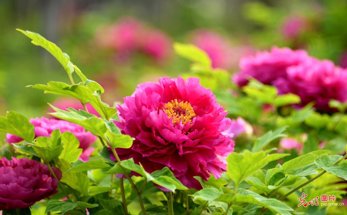 以花为信 交换春天 以花为信 交换春天