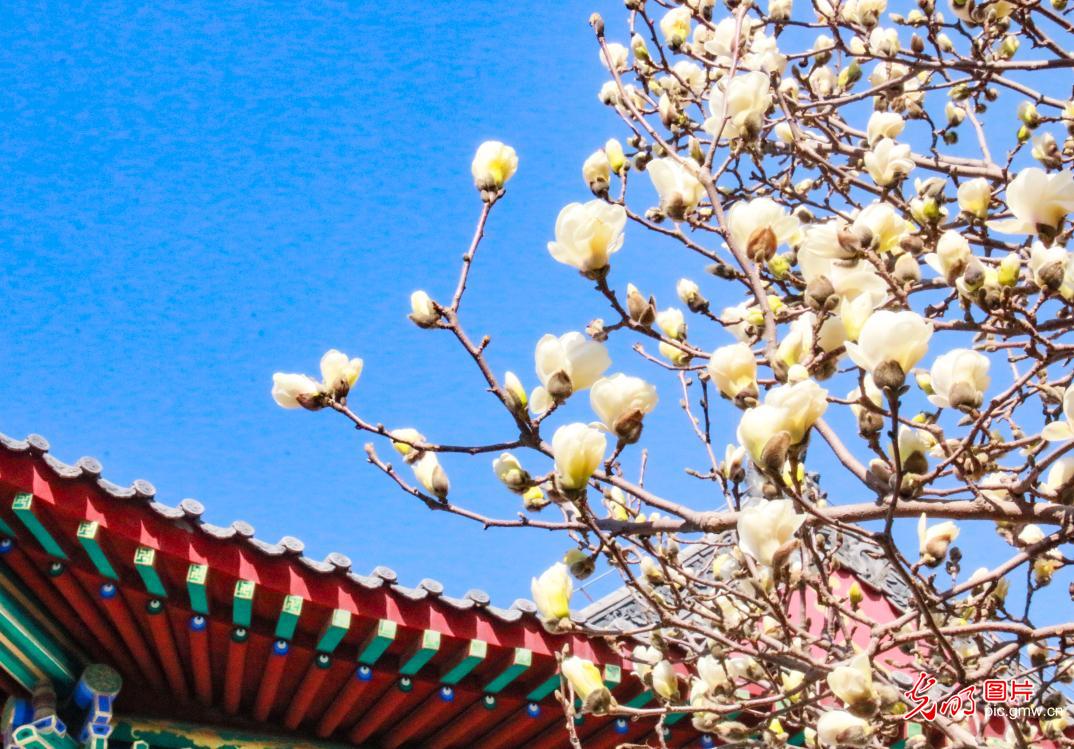 以花为信 交换春天 以花为信 交换春天