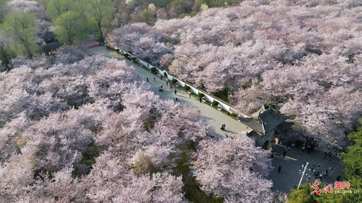 以花为信 交换春天 以花为信 交换春天