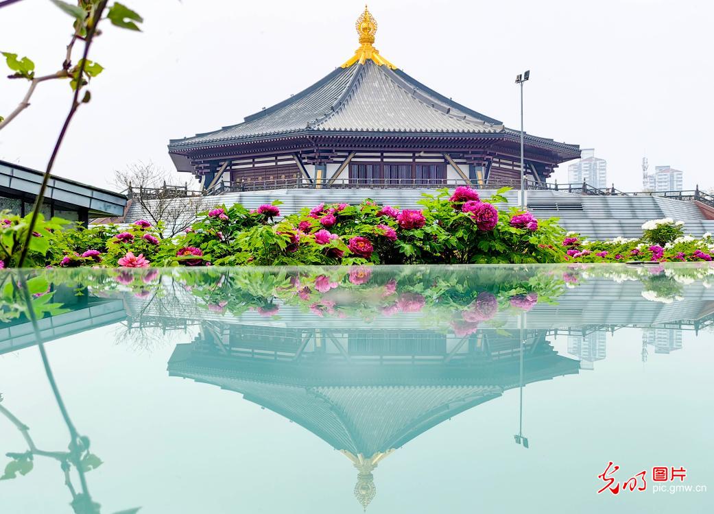 牡丹盛放映古城