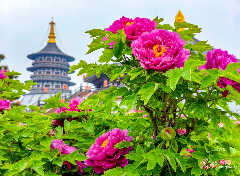 牡丹盛放映古城