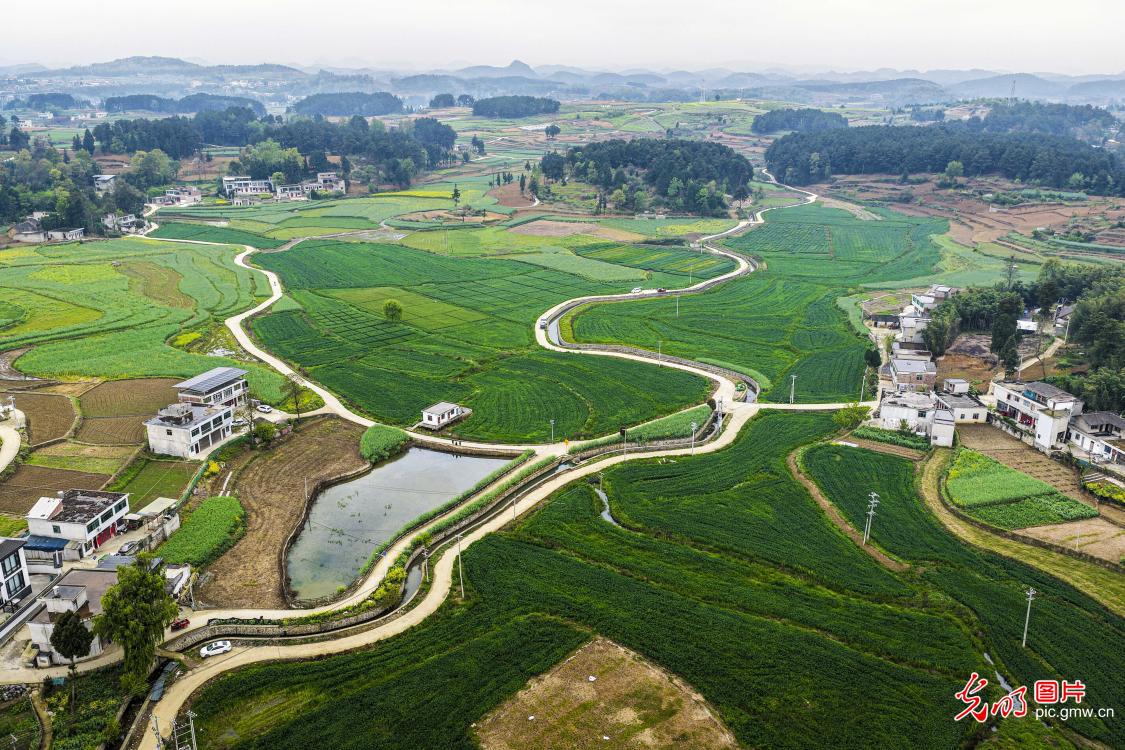 麦田青青美如画