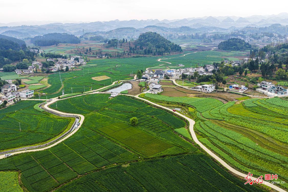 麦田青青美如画