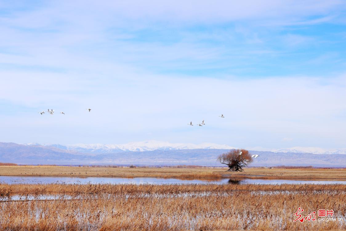 【AIGC动画】一色一风景 大地尽芳华