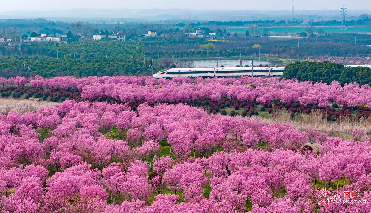 【AIGC动画】一色一风景 大地尽芳华