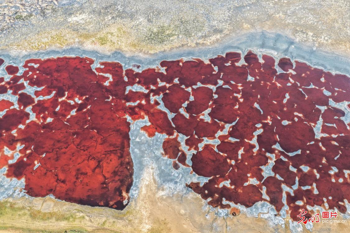 【AIGC动画】一色一风景 大地尽芳华