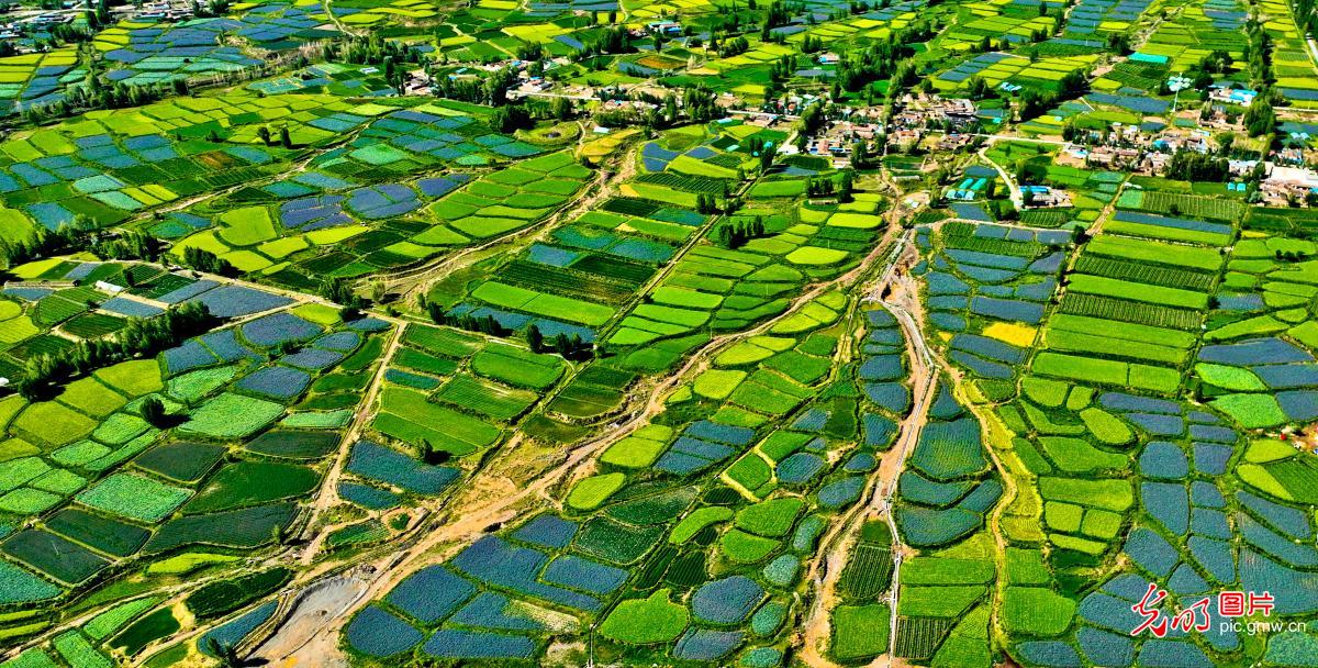 【AIGC动画】一色一风景 大地尽芳华