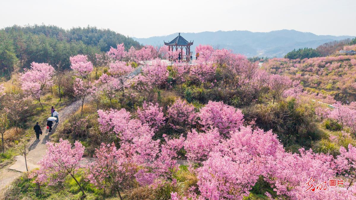 【AIGC动画】一色一风景 大地尽芳华