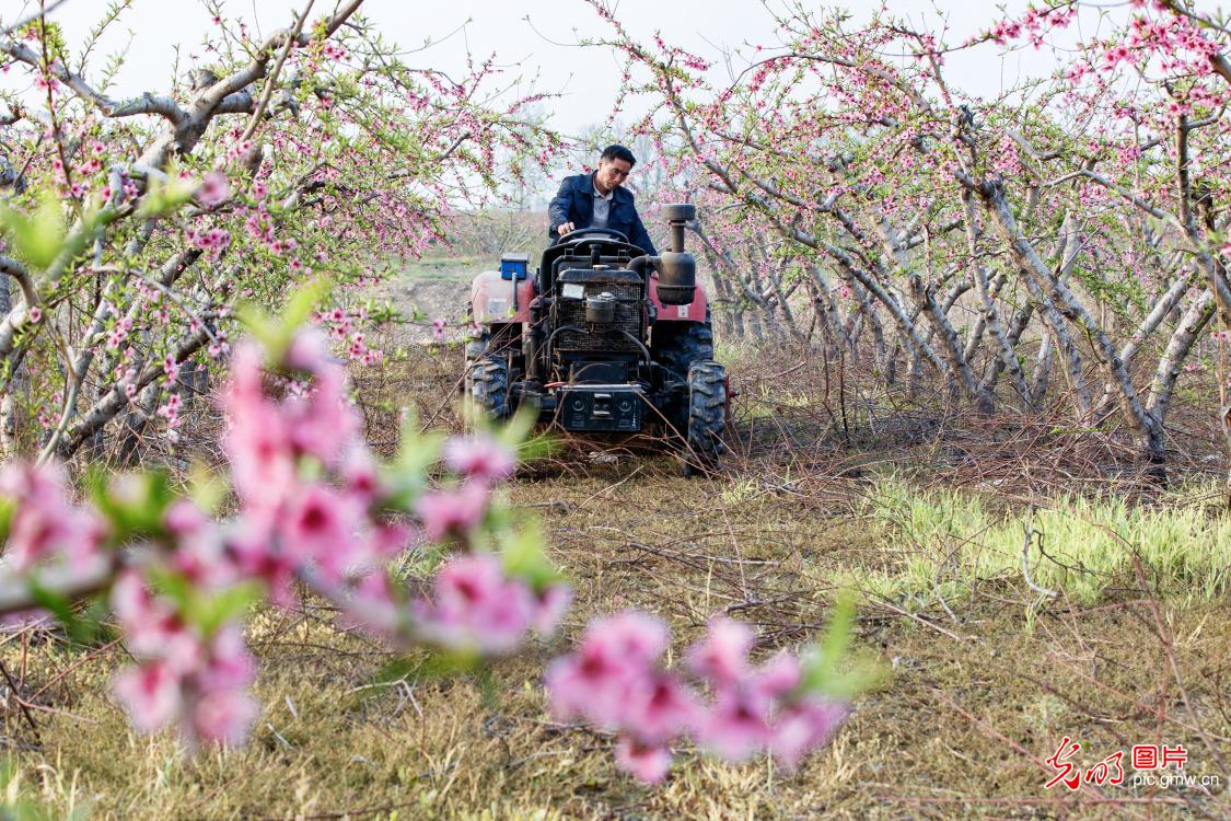 清明农时贵 春耕正当时