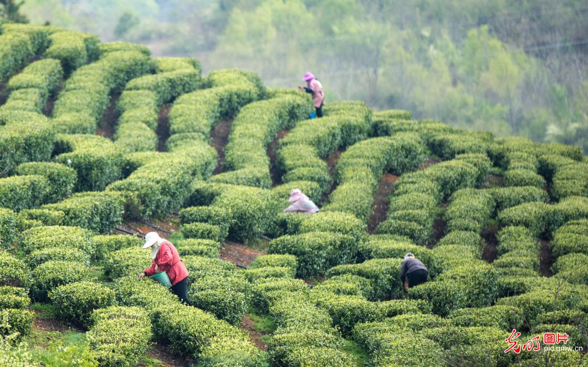 清明农时贵 春耕正当时