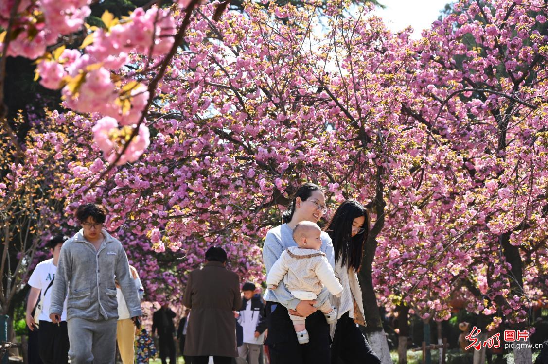 清明假期 各地开启“春日撒欢”模式