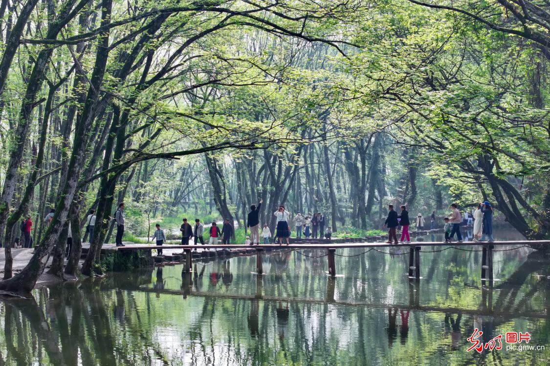 清明假期 各地开启“春日撒欢”模式