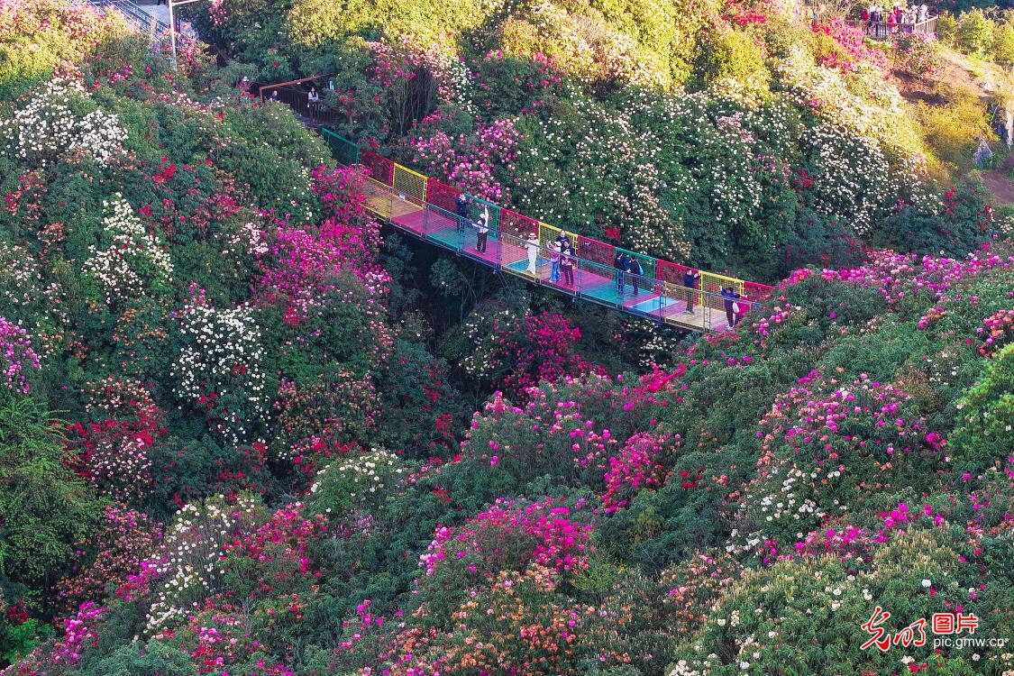 清明假期 各地开启“春日撒欢”模式
