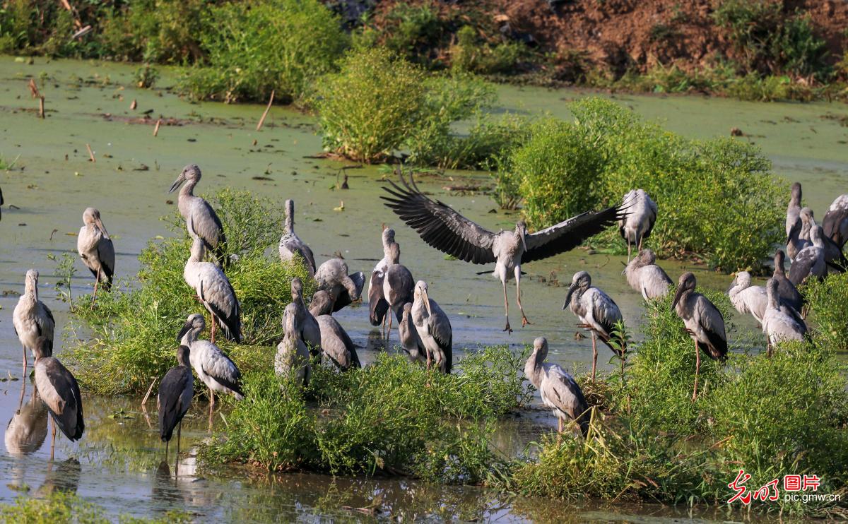 生态良好群鸟舞 生态良好群鸟舞