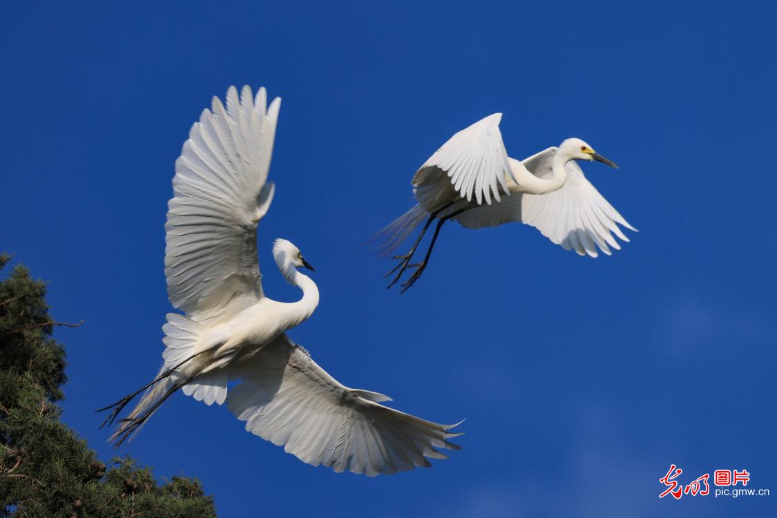 生态良好群鸟舞 生态良好群鸟舞
