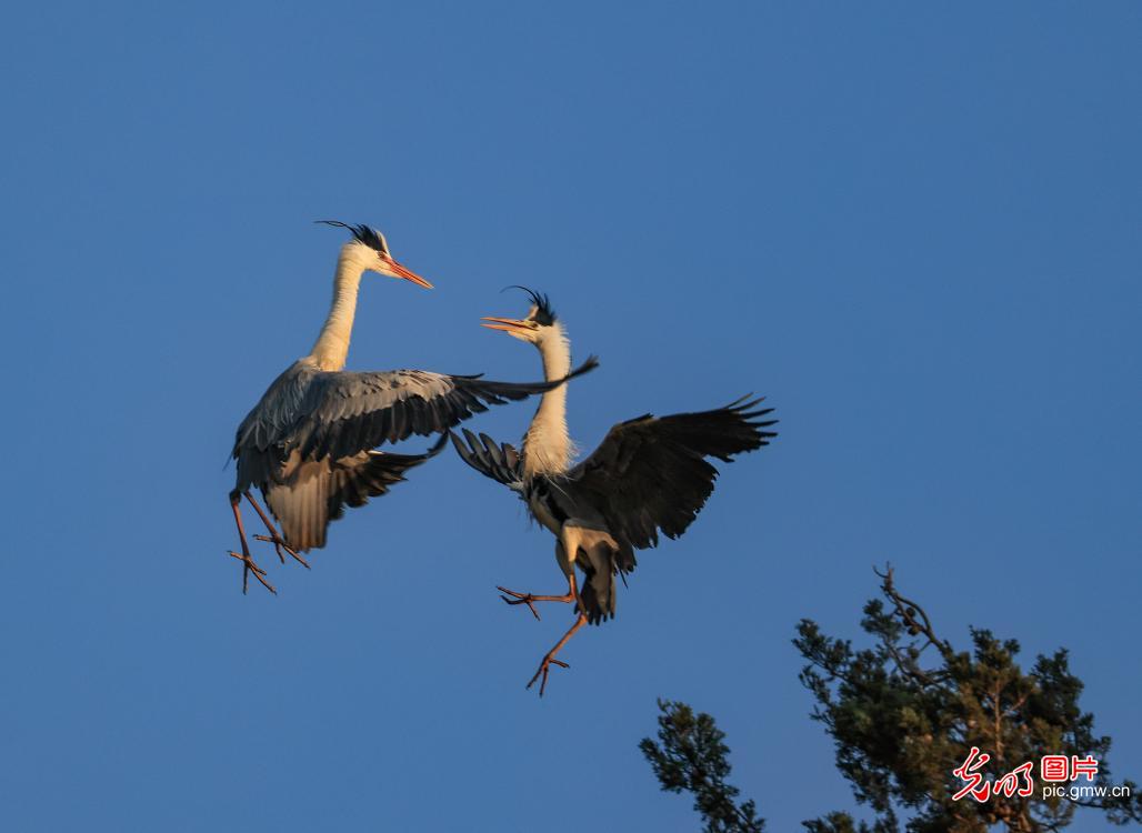 生态良好群鸟舞 生态良好群鸟舞