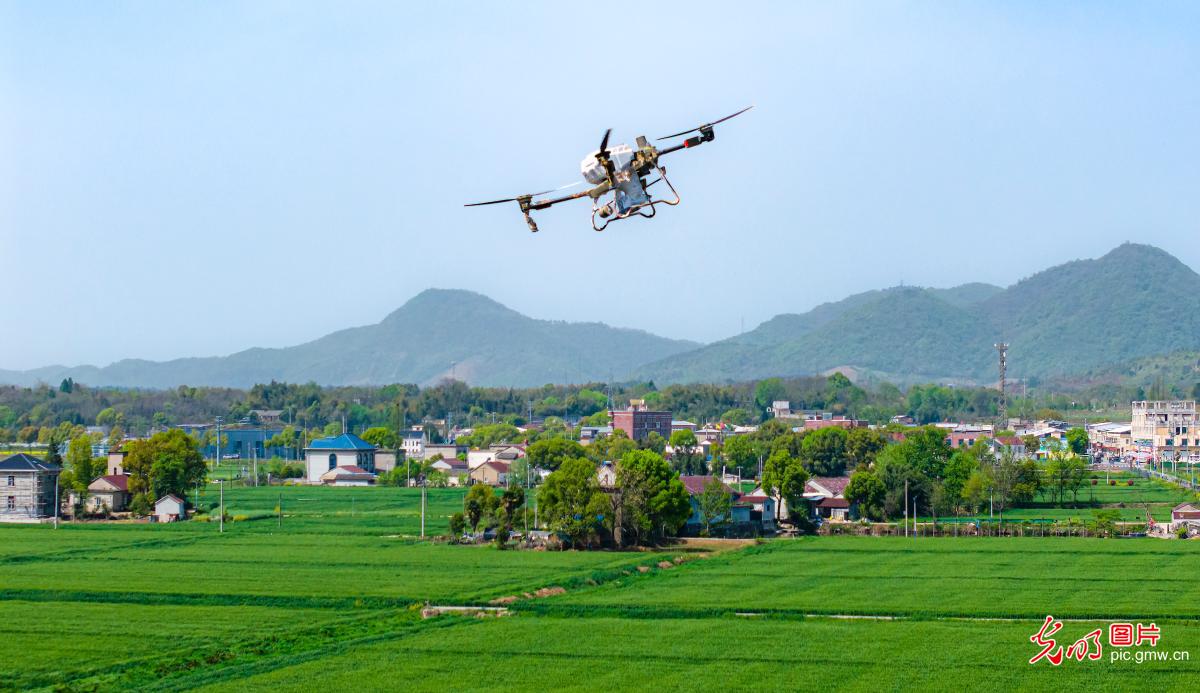 无人机助力小麦春管
