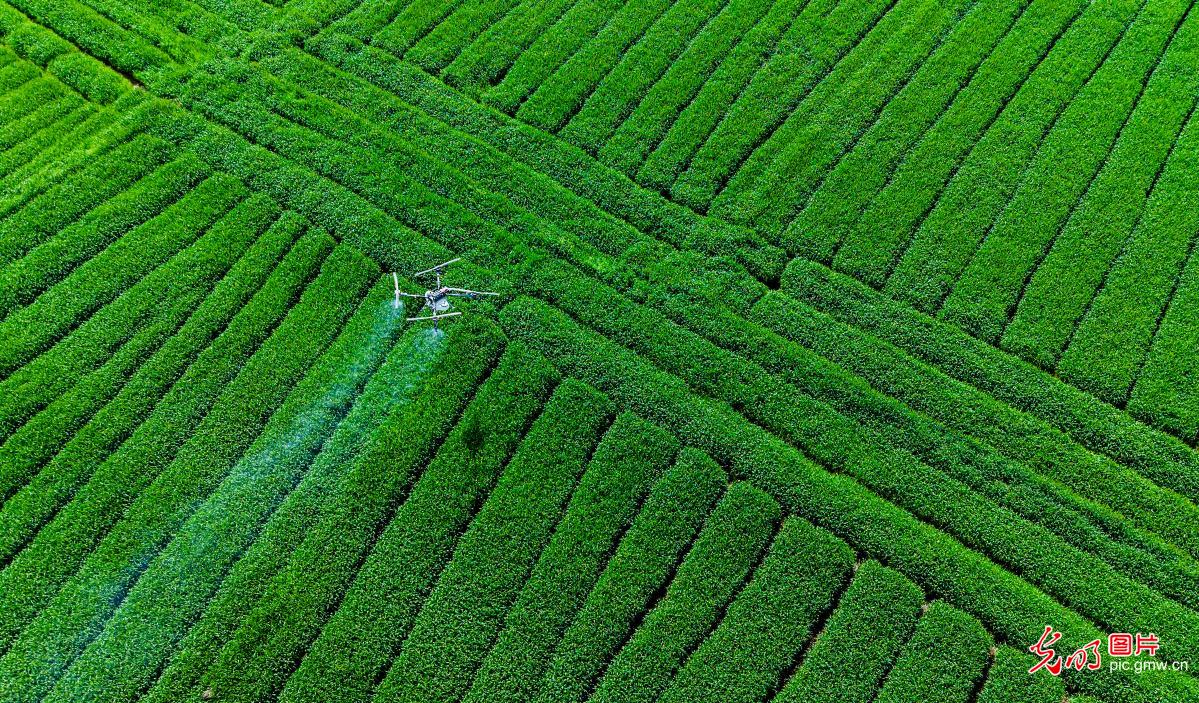 无人机助力小麦春管