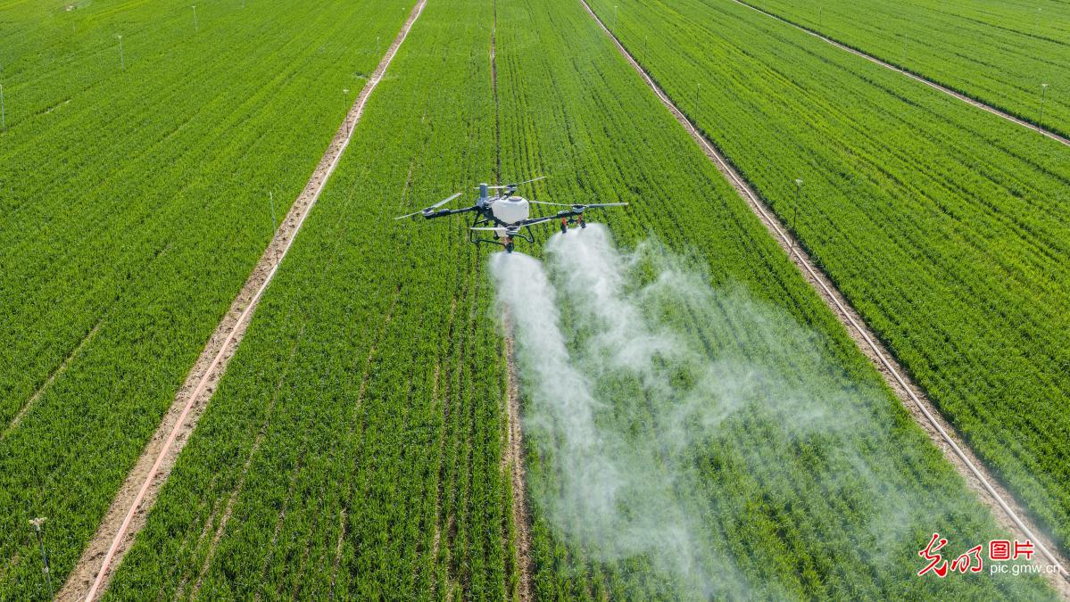 清明忙农事 沃野绘春耕