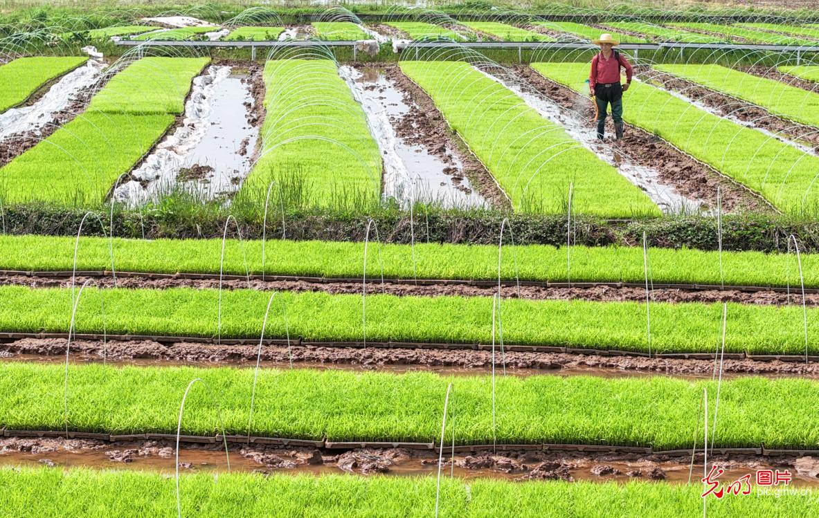 清明忙农事 沃野绘春耕