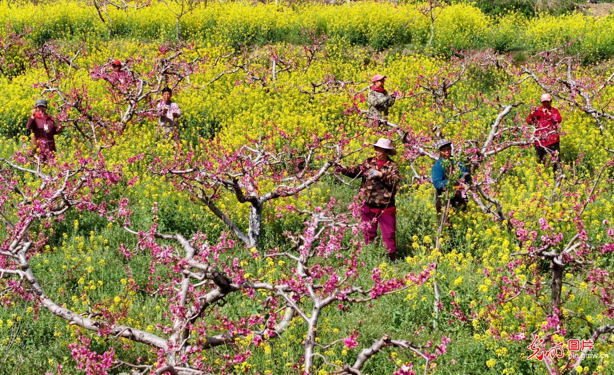 清明忙农事 沃野绘春耕