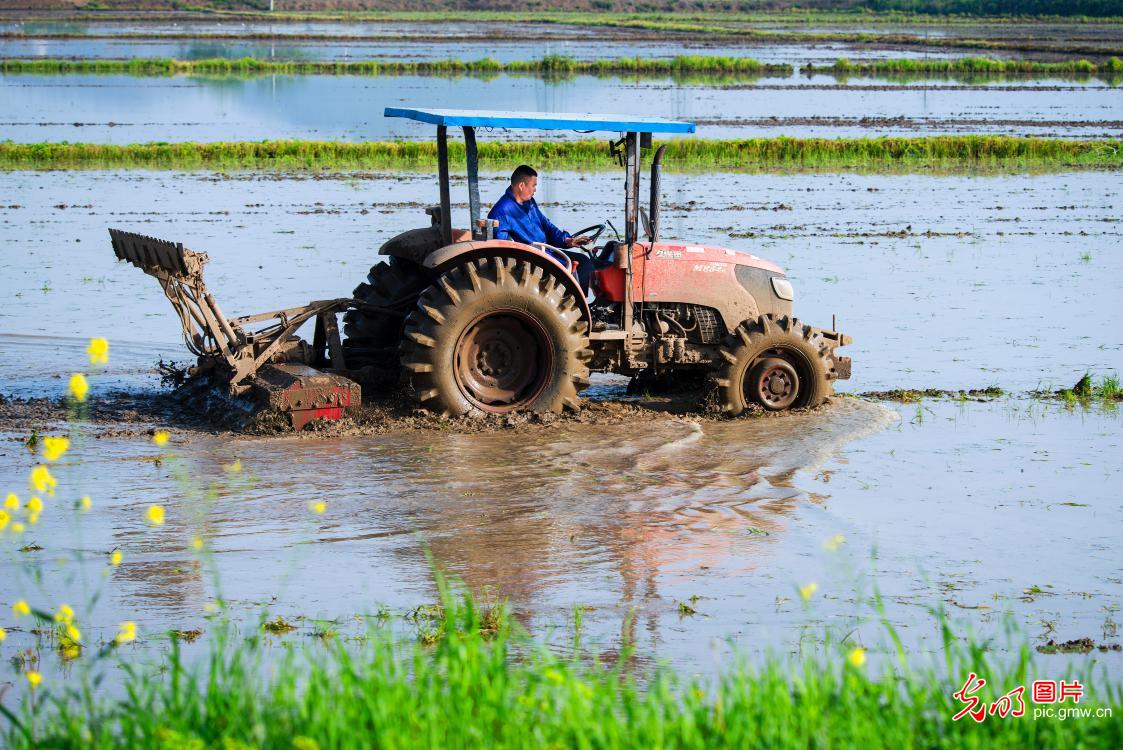 清明忙农事 沃野绘春耕