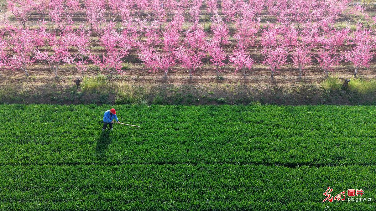 清明忙农事 沃野绘春耕