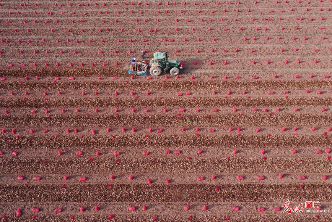 清明忙农事 沃野绘春耕