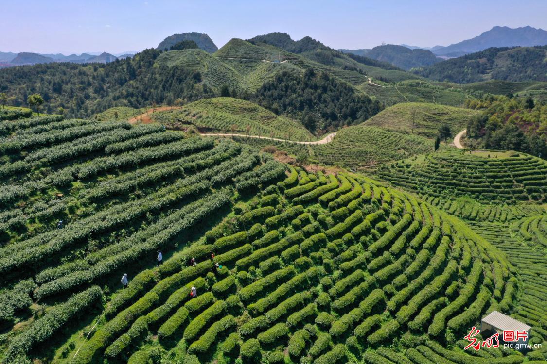 清明忙农事 沃野绘春耕