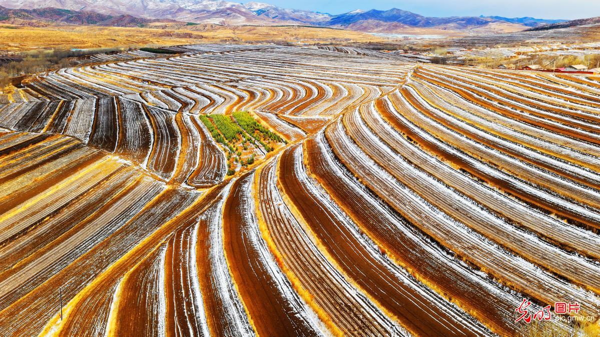 春雪润梯田