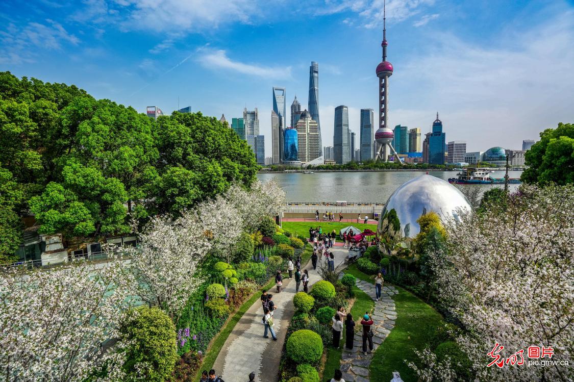 上海北外滩樱影映虹桥