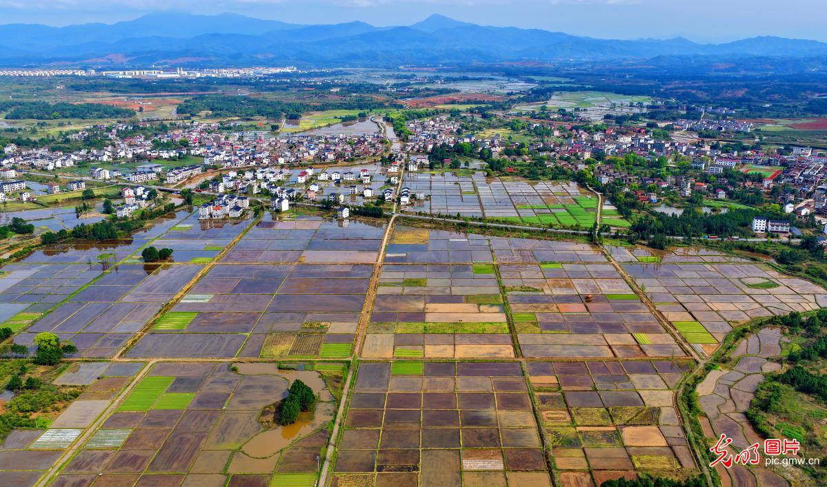 水润田畴 春色斑斓