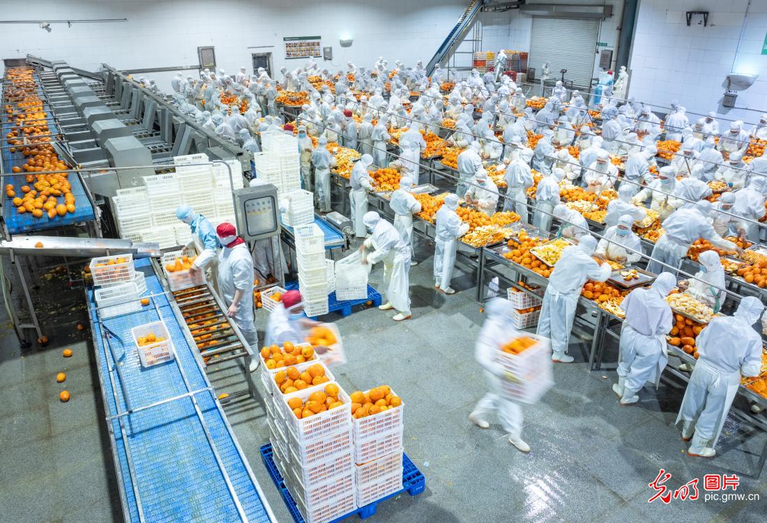 橙皮深加工 助果农增收